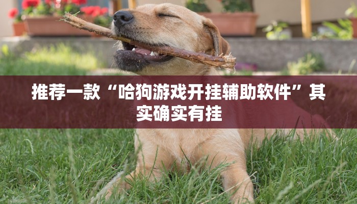 推荐一款“哈狗游戏开挂辅助软件”其实确实有挂