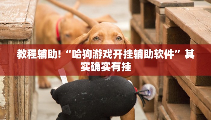 教程辅助!“哈狗游戏开挂辅助软件”其实确实有挂