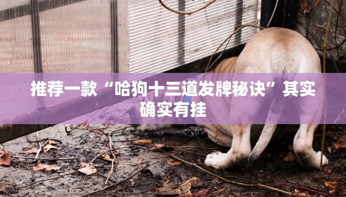 推荐一款“哈狗十三道发牌秘诀”其实确实有挂