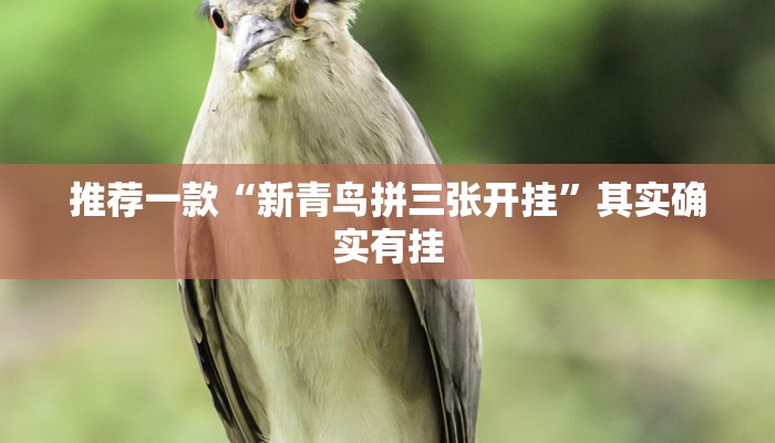 推荐一款“新青鸟拼三张开挂”其实确实有挂
